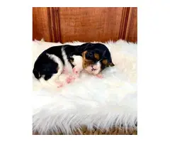 2 King Charles Spaniel Puppies for Sale