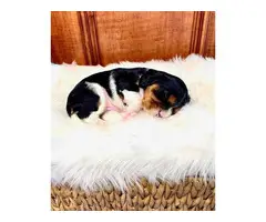 2 King Charles Spaniel Puppies for Sale - 3