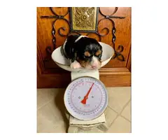 2 King Charles Spaniel Puppies for Sale - 4