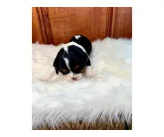 2 King Charles Spaniel Puppies for Sale - 5