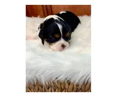 2 King Charles Spaniel Puppies for Sale - 6