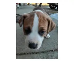 4 Pitbull puppies needing a new home - 4