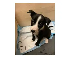 9 weeks old Purebred Border Collie puppies - 4