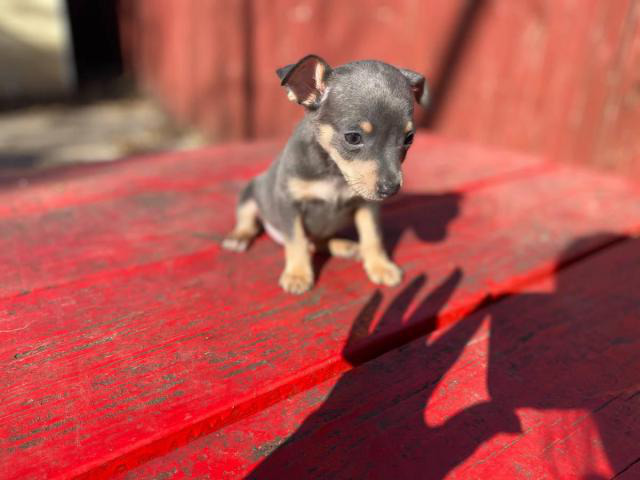 Deer head Chihuahuas in Dallas, Texas Puppies for Sale