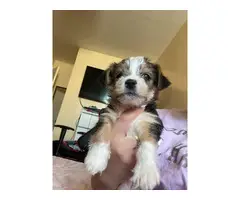 Male 8 weeks old Yorkie puppy for sale
