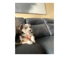 Male 8 weeks old Yorkie puppy for sale - 4