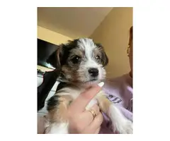 Male 8 weeks old Yorkie puppy for sale - 5