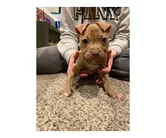 9 week old pitbull puppies - 2