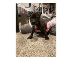 9 week old pitbull puppies - 4