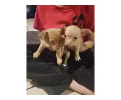 2 brown males Chihuahua - 3