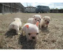 AKC Cream Color French Bulldog Puppies for sale
