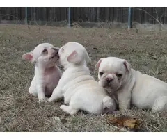 AKC Cream Color French Bulldog Puppies for sale - 2