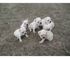 AKC Cream Color French Bulldog Puppies for sale - 6