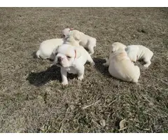AKC Cream Color French Bulldog Puppies for sale - 7