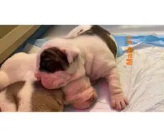 5 IOEBA Olde English Bulldogge puppies for adoption