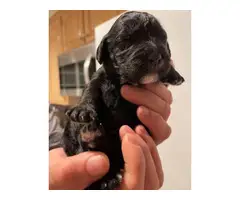 Goldendoodle puppies for sale - 4