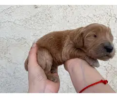 Goldendoodle puppies for sale - 8