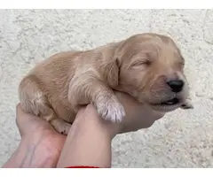Goldendoodle puppies for sale - 11