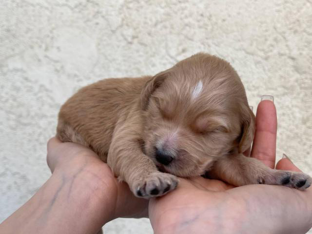 goldendoodle-puppies-for-sale-garden-grove-puppies-for-sale-near-me