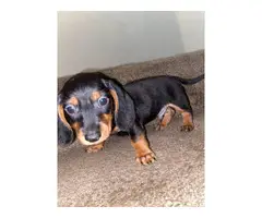 8 week old Dachshund male puppy - 1