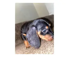 8 week old Dachshund male puppy - 3