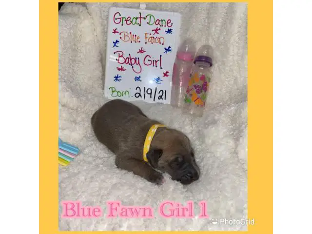 litter of 9 Purebred Great dane puppies - 2/9