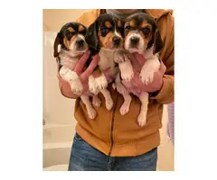 3 Beagle puppies - 4