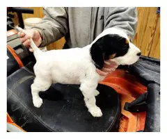 Beautiful English setter puppies for sale