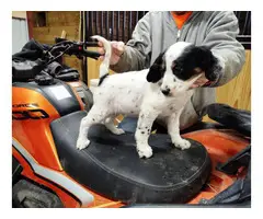 Beautiful English setter puppies for sale - 3