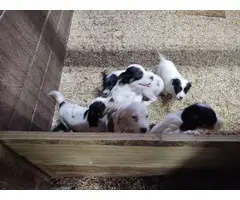 Beautiful English setter puppies for sale - 4