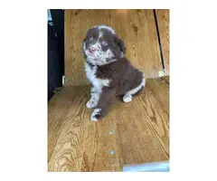 2 Merle and 3 Black Aussie puppies available - 1