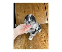 2 Merle and 3 Black Aussie puppies available - 4