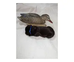 5 AKC Labrador puppies for sale - 5
