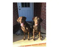 5 AKC Labrador puppies for sale - 9