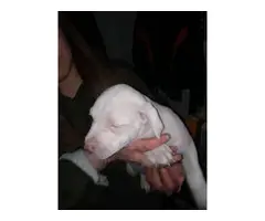 6 healthy Pitbull Puppies for sale - 9
