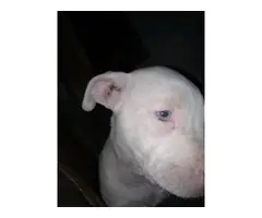 6 healthy Pitbull Puppies for sale - 10