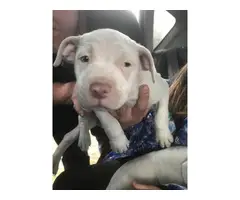 6 healthy Pitbull Puppies for sale - 12