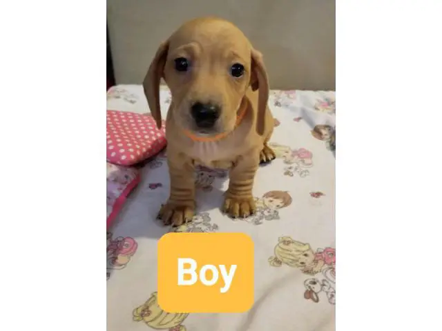 4 beautiful Dachshund puppies for a loving new home - 1/4