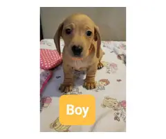 4 beautiful Dachshund puppies for a loving new home