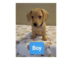 4 beautiful Dachshund puppies for a loving new home - 2