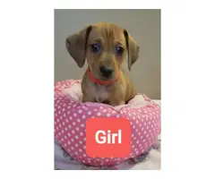 4 beautiful Dachshund puppies for a loving new home - 3