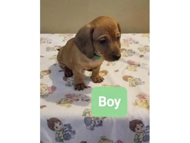 4 beautiful Dachshund puppies for a loving new home - 4/4