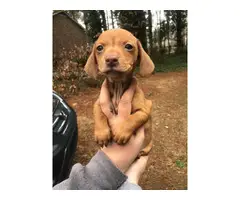 5 Chiweenie puppies for sale - 3