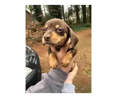 5 Chiweenie puppies for sale - 5