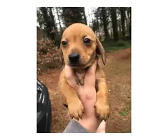 5 Chiweenie puppies for sale - 7