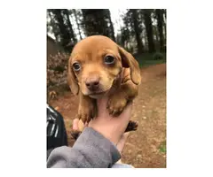 5 Chiweenie puppies for sale - 9