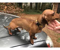 5 Chiweenie puppies for sale - 12
