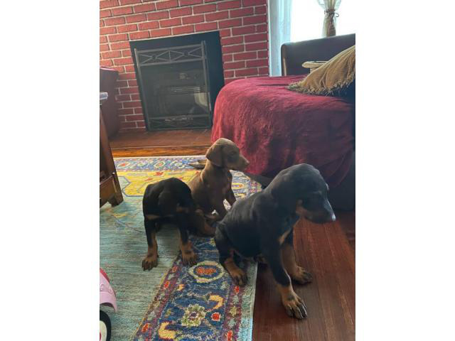 Doberman pinscher for sale Ocala - Puppies for Sale Near Me