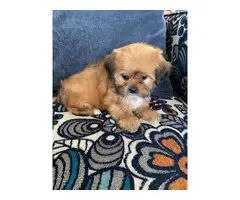 8 weeks old Shorkie Puppy - 2