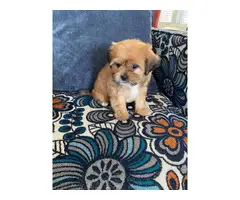 8 weeks old Shorkie Puppy - 4
